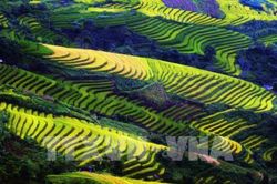 Ruộng bậc thang Mù Cang Chải