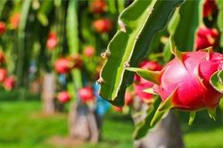 Thanh long, dưa hấu thành 'gót chân Asin' của xuất khẩu nông sản trong đại dịch Corona