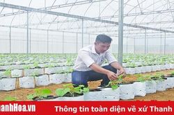 Phát triển HTX nông nghiệp theo hướng chuỗi giá trị