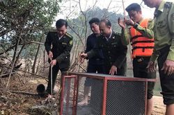 Hà Tĩnh: Thả 5 cá thể trăn mắt lưới châu Á về rừng