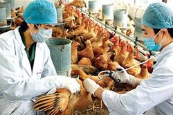 Xử lý lãnh đạo quận, huyện nếu để xảy ra giết mổ trái phép