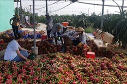 Kết nối tiêu thụ sản phẩm thanh long