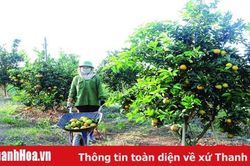 Khuyến khích phát triển các sản phẩm lợi thế theo hướng tập trung, quy mô lớn