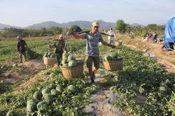 Mùa dưa 'đắng' ở vùng Đông Nam tỉnh Gia Lai