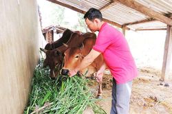 Vạn Ninh: Hiệu quả từ nguồn vốn vay giải quyết việc làm