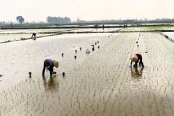 Một số địa phương đã đủ nước gieo cấy vụ Đông Xuân