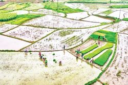 Mùa xuân đi cấy