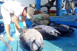 Cá ngừ tụt giá, ngư dân thất thu chuyến biển đầu năm