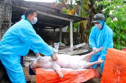 Nghệ An: Tái bùng phát dịch tả lợn châu Phi tại 3 huyện