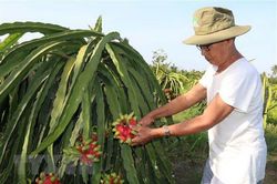Trà Vinh: Tiêu thụ thanh long ruột đỏ gặp khó vì dịch nCoV