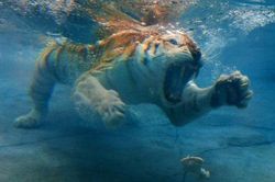 Ảnh động vật: Trăn khổng lồ lang thang trên sân golf