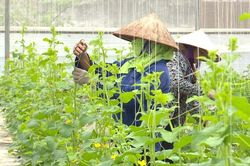 Việt Trì phát triển nông nghiệp đô thị