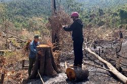 Truy bắt các đối tượng phá rừng, khai thác gỗ trái phép quy mô lớn