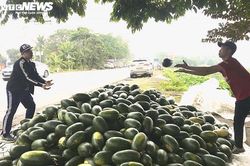30 tấn dưa hấu Gia Lai, Bình Định được dân Hải Phòng mua sạch