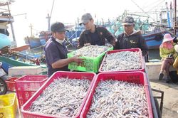Ngư dân Quảng Trị được mùa cá cơm sau Tết Nguyên đán
