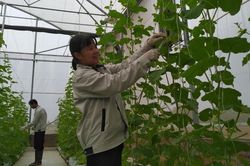 Đưa công nghệ vào nông nghiệp là trách nhiệm với đất nước