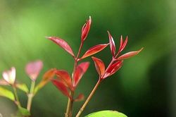 Tử vi Chủ nhật ngày 9/2/2020 của 12 cung hoàng đạo