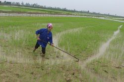Nhiều diện tích lúa xuân ở Nghệ An bị sâu bệnh gây hại