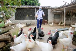 Nghệ An quyết tâm dập ổ dịch cúm gia cầm nguy hiểm H5N6