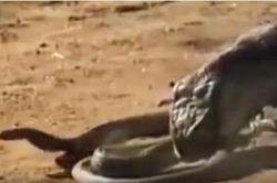 CLIP: Rắn hổ mang nhận 'cái kết đắng' khi giành mồi của rồng Komodo