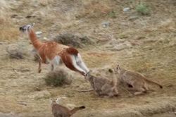 CLIP: 4 mẹ con báo sư tử 'bất lực' trước lạc đà Guanaco