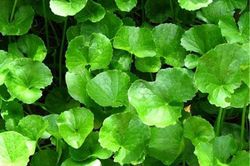 Rau má: cây rau thông dụng, vị thuốc tốt