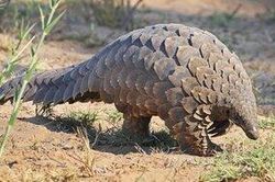 Vật chủ trung gian lây truyền virus corona là tê tê?