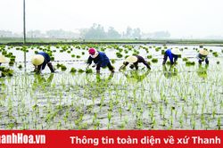 Toàn tỉnh gieo cấy được 81.112 ha lúa đông xuân