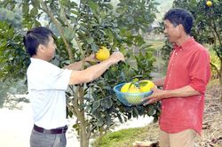 'Mai An Tiêm' nơi rừng xanh