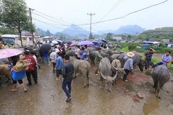 Chợ trâu Bắc Hà