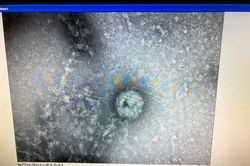'Nóng' tuần qua: Hà Nội có tân Bí thư Thành ủy; Việt Nam nuôi cấy và phân lập thành công virus Corona