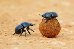 Cuộc sống viên mãn của loài vật cả đời ôm... cục phân