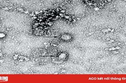 Corona và sự liên quan giữa virus với biến đổi khí hậu