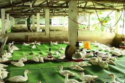 Thanh Hóa xuất hiện cúm A/H5N6 trên gia cầm