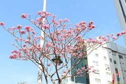 Hoa kèn hồng rực rỡ khoe sắc nhiều tuyến phố tại TP.HCM