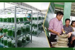 Nghệ An: 48 sản phẩm nông nghiệp được gắn sao OCOP