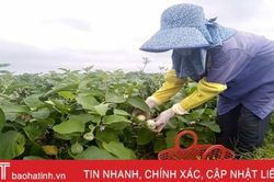 Không phải tất bật chạy chợ quê, cà Thượng Lộc lãi gần 100 triệu đồng/ha tại ruộng