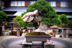 10 'kiệt tác' bonsai đẹp hiếm có, giá 'vô đối'