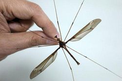 Khám phá loài muỗi to như bàn tay nhưng vô cùng 'hiền lành'