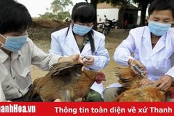 Triển khai quyết liệt các giải pháp phòng, chống dịch Cúm gia cầm trên gia cầm và ở người