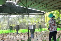 Thừa cung, gà công nghiệp lại rớt giá