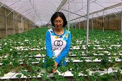 Dâu tây Thanh Trung - Điểm đến tham quan, trải nghiệm hấp dẫn