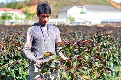 Sương muối gây thiệt hại gần 50 tỷ đồng