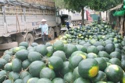 Xuất khẩu thanh long, dưa hấu tiếp tục gặp khó do lùi thời gian trao đổi hàng hóa biên giới