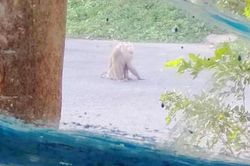 Khỉ quý hiếm cắn người ở Sóc Trăng