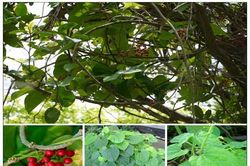 Thuốc nam chữa đau dây thần kinh hông