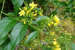 Cứu sống người phụ nữ ăn lá ngón tự tử do mâu thuẫn gia đình