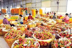 Đổi mới từ nông dân