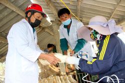Xuất hiện thêm 2 ổ dịch cúm gia cầm H5N6 tại Nghệ An