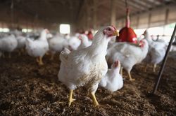 Dịch cúm gia cầm A/H5N6 bùng phát ở 4 tỉnh, thành phố